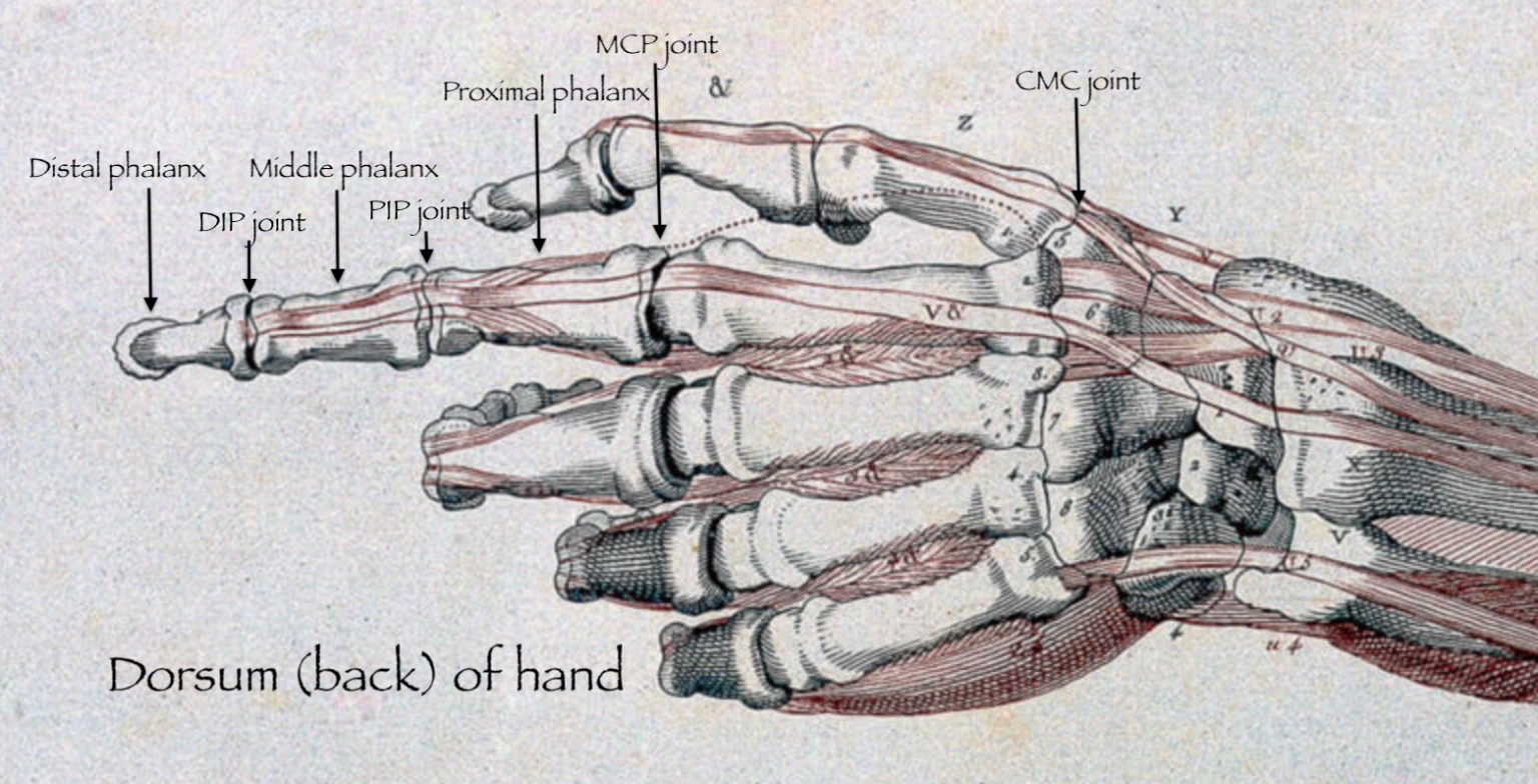 Hand Osteoarthritis - Avanthi Mandaleson